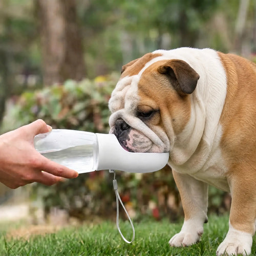 Athenisa English Bulldog Water Bottle