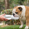 Athenisa English Bulldog Water Bottle