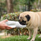 Athenisa Pug Water Bottle