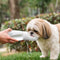 Athenisa Shih Tzu Water Bottle
