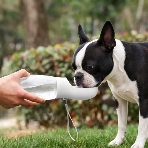 Athenisa Boston Terrier Water Bottle