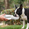 Athenisa Boston Terrier Water Bottle