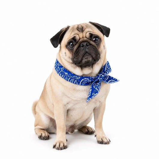 Pug Cooling Bandana Pack