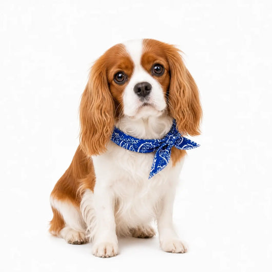 Cavalier Cooling Bandana Pack