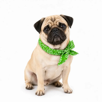 Pug Cooling Bandana Pack