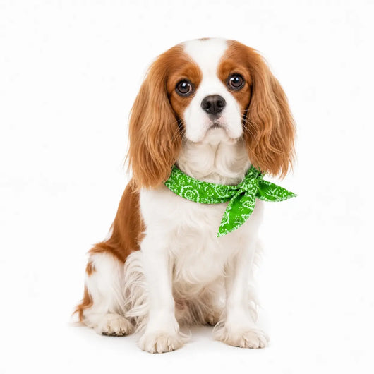 Cavalier Cooling Bandana Pack