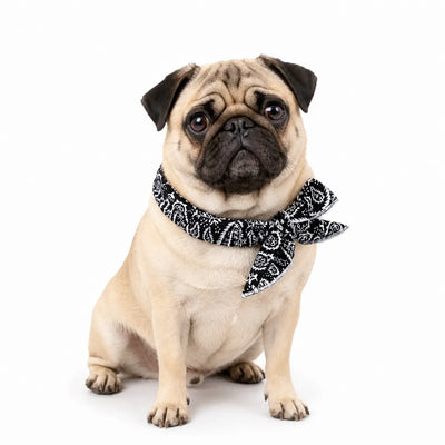 Pug Cooling Bandana Pack