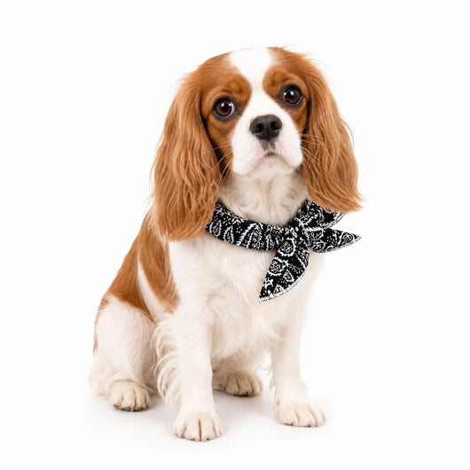 Cavalier Cooling Bandana Pack