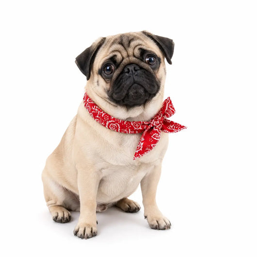 Pug Cooling Bandana Pack