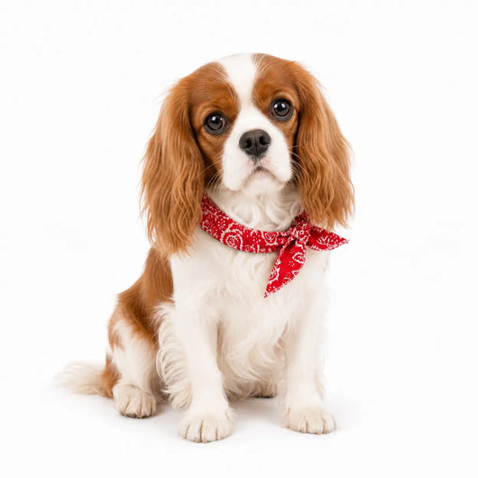 Cavalier Cooling Bandana Pack