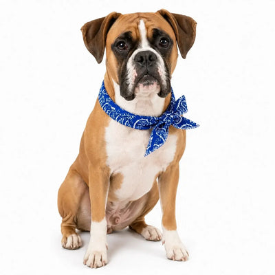 Boxer Cooling Bandana Pack