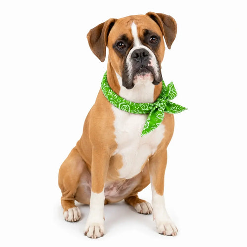 Boxer Cooling Bandana Pack