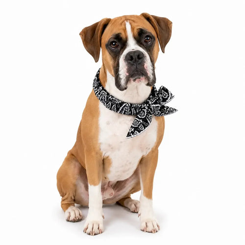 Boxer Cooling Bandana Pack