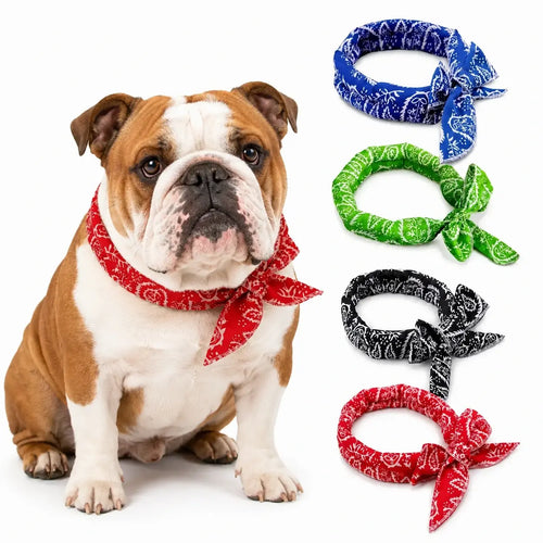 English Bulldog Cooling Bandana Pack