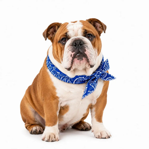 English Bulldog Cooling Bandana Pack