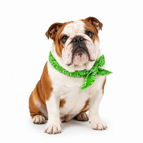 English Bulldog Cooling Bandana Pack