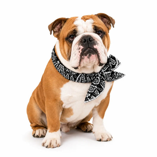 English Bulldog Cooling Bandana Pack